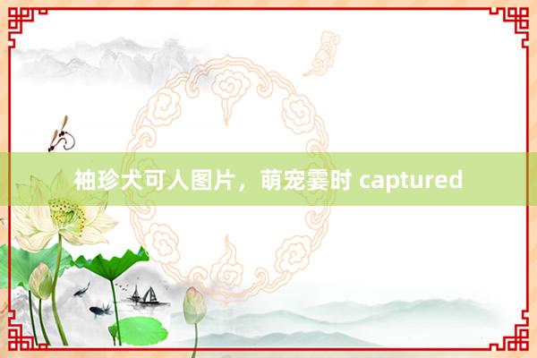 袖珍犬可人图片，萌宠霎时 captured